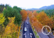 重庆梧桐写真,探寻山城魅力，记录时光印记